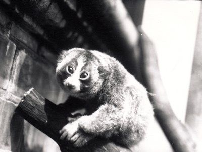 Langsame Loris auf einem Ast im Zoo, 1913 von Frederick William Bond